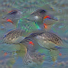 n01855032 red-breasted merganser, Mergus serrator